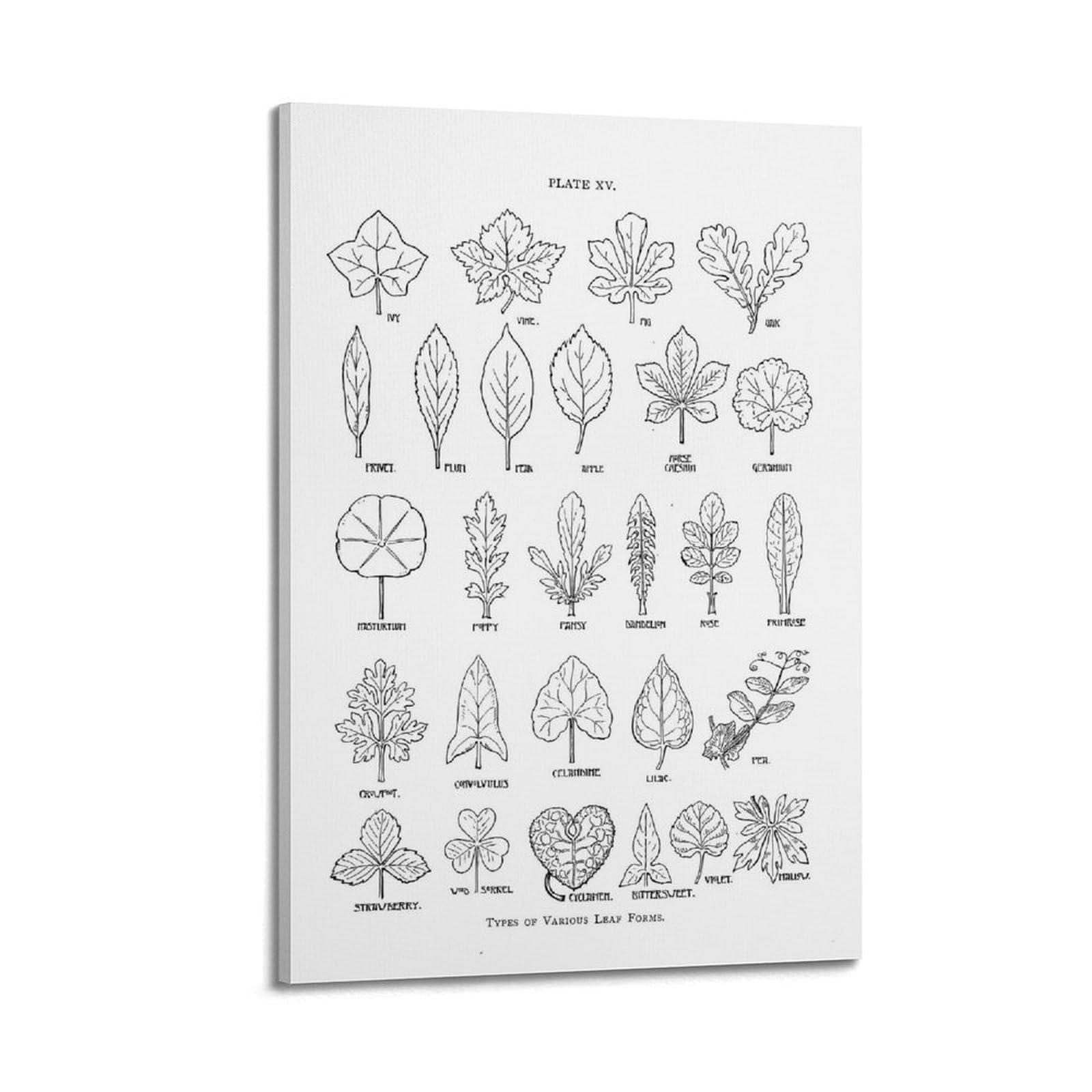 hnpbb-poster-decorativo-da-parete-con-piante-vintage-vari-tipi-di-forme-di-foglie-poster-decorativo-su-tela-poster-decorativo-moderno-per-camera-da-letto-per-camera-da-letto-30-x-45-cm